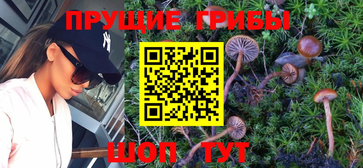 Псилоцибиновые грибы мицелий Кубинка
